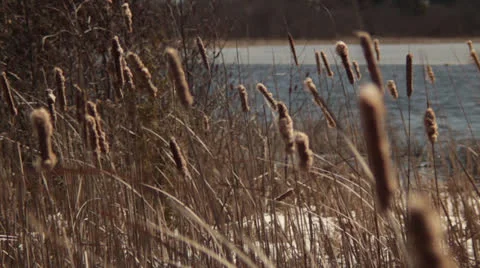 Cattails Blowing in the Wind Video stock 22816118
