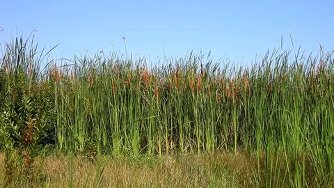 Cattails blowing in the wind Stockbeeldmateriaal 77889941