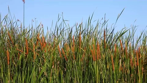 Cattails blowing in the wind Stock Footage 77889973