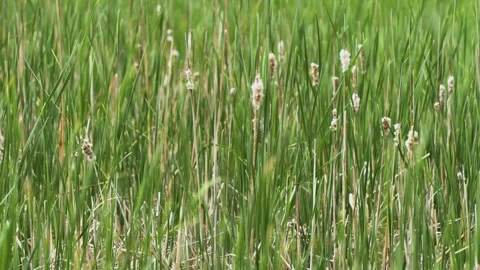 Cattails Blowing in the Wind Stock Footage 243588220