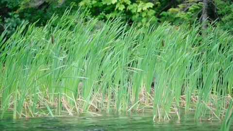 Cattails Blowing In The Wind Stock Footage 343978447