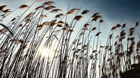 Cattails blowing in the wind in slow motion Stock Footage