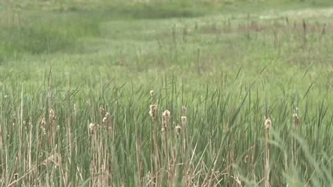 Cattails Blowing in the Wind - Wide Shot Stock Footage 243592410