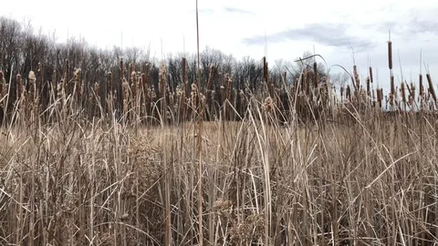 Cattails Blwing in the wind Stock Footage 114820456