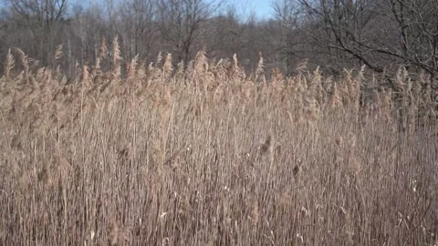 Cattails in Breeze Stock Footage 172107535