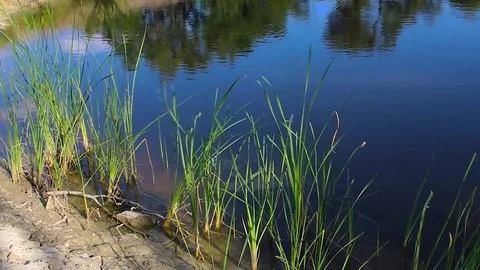 Cattails on a calm evening Stock Footage