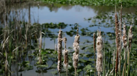 Cattails Close Up Background Stock Footage 38554371