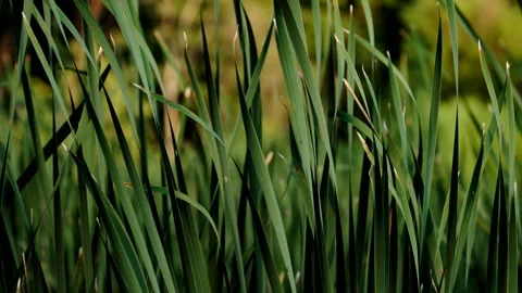 Cattails In The Evening Stock Footage 168650696