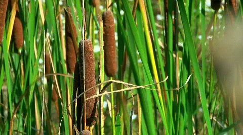 Cattails Stock Footage 570969