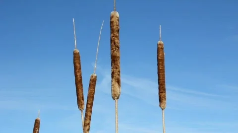 Cattails Stock Footage 645225