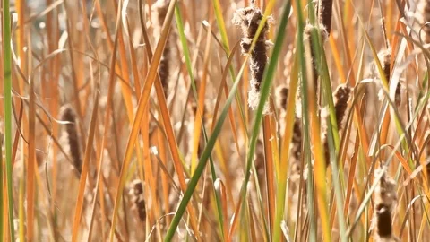 Cattails Video stock 94312139