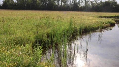 Cattails Stockbeeldmateriaal 338240070