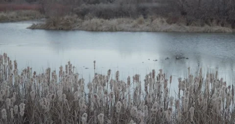Cattails in Foreground with Slow River and Winter Riverbank at Dawn, 7K Stockbeeldmateriaal 333265120