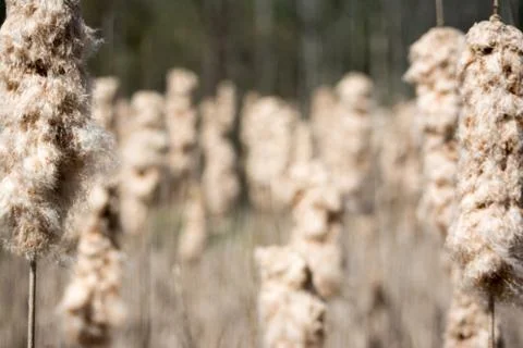 Cattails going to seed Stock Photos