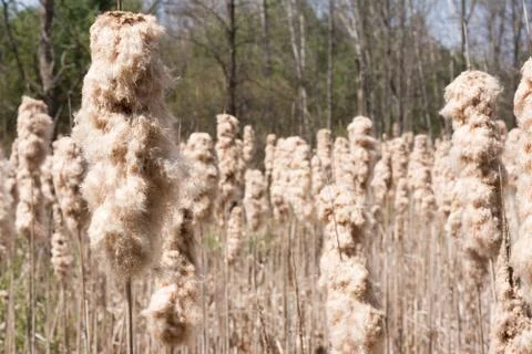Cattails going to seed Stock Photos