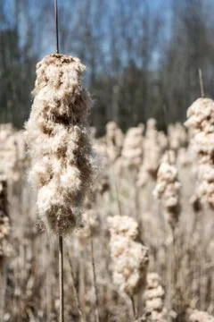 Cattails going to seed Stock Photos