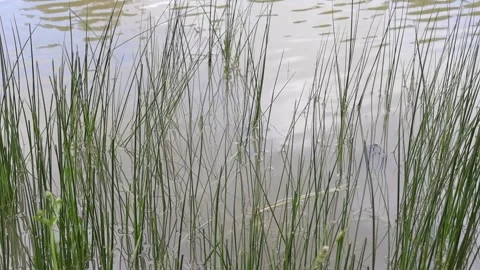 Cattails in the Lake Stock Footage 293516279
