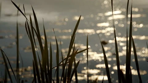 Cattails On Lake At Sunset Stock Footage 168650891