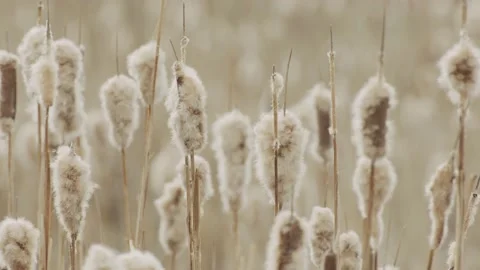 Cattails in marsh with birds flying past, 4k Stock Footage 152958892