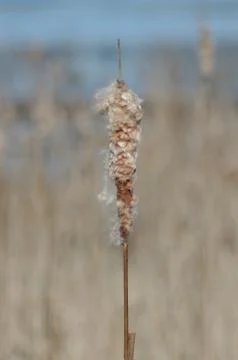 Cattails in the Marsh Foto stock