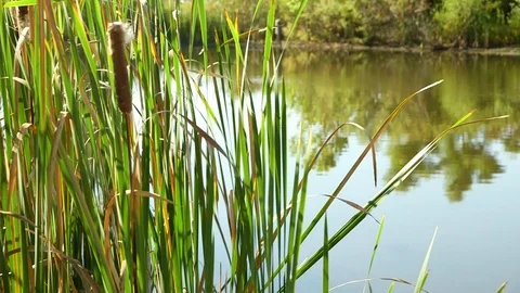 Cattails next to a wetland pond Stock Footage 116539998