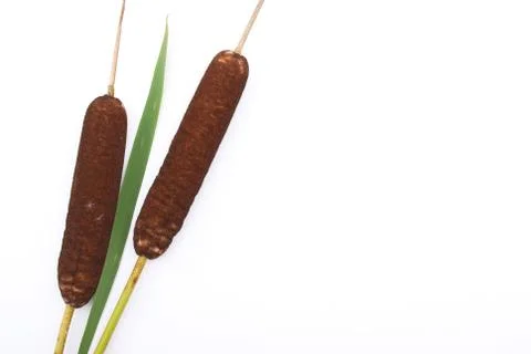 Cattails Stock Photos