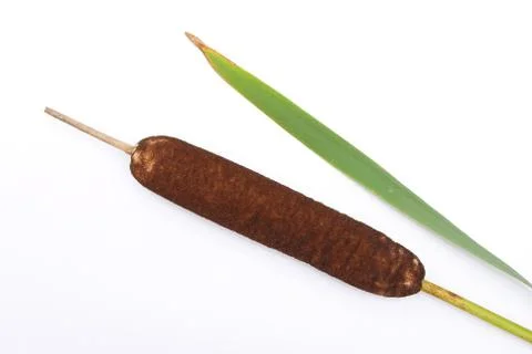 Cattails Stock Photos