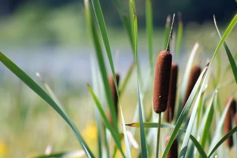 Cattails Stock Photos