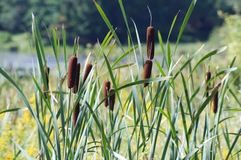Cattails Stock Photos