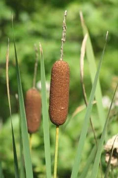 Cattails Stock-Fotos