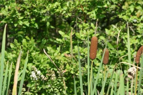 Cattails Stock Photos