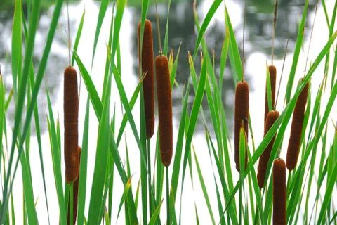 Cattails Stock Photos