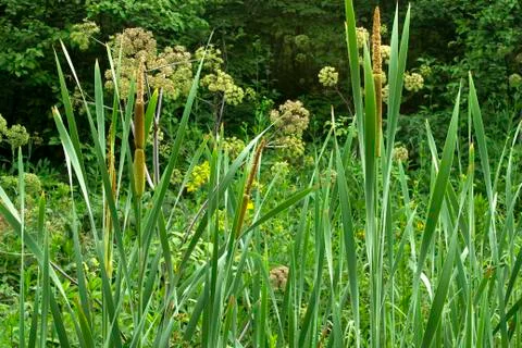 Cattails Stock Photos