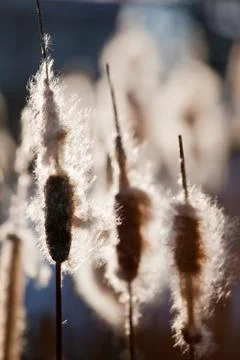 Cattails Stock Photos