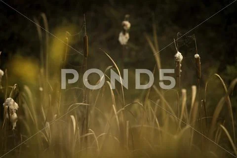Cattails Stock Photos