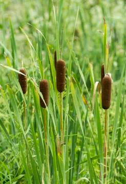 Cattails Stock Photos