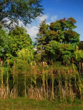 Cattails Stock Photos