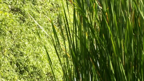 The cattails plant sway in the wind Stock Footage 294125332