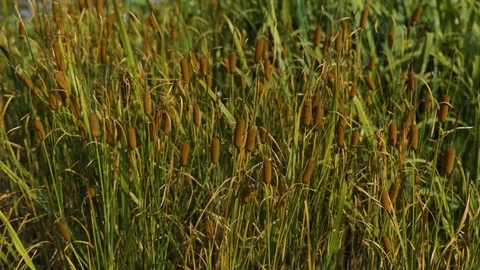 Cattails plant swaying in the wind Stock Footage 125248283