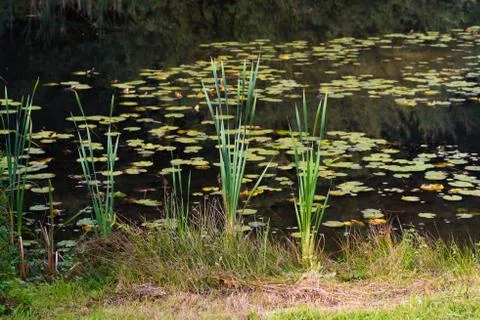 Cattails in a pond Stock Photos