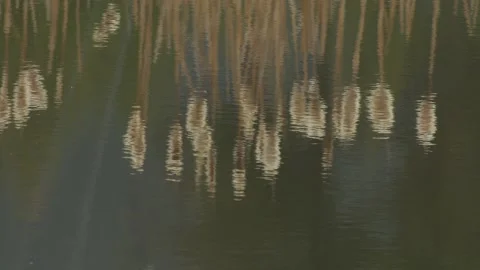 Cattails reflection in water in green tones, 4k Video stock 152958899