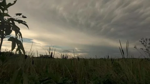 Cattails Rice Field Cloudy Sky Stock Photos