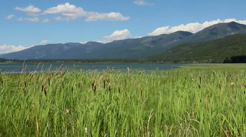 Cattails Shaking in the Wind on Flathead Lake Stock Footage 65212277