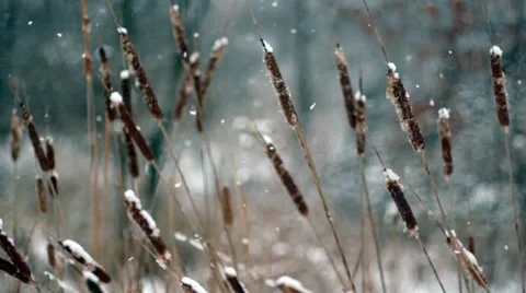 Cattails in the Snow Stock Footage 47534871