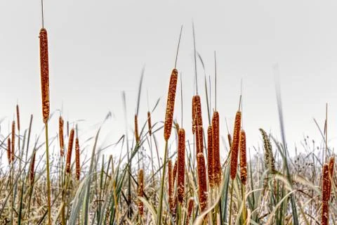 Cattails in the Snow 스톡 사진