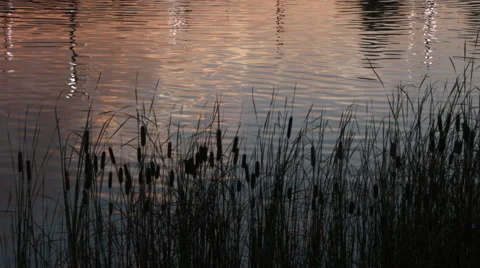 Cattails Sunset Timelapse Stock Footage 53259722