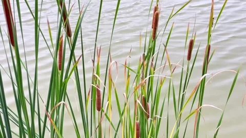 Cattails sway in the wind near the water Stock Footage 341838121