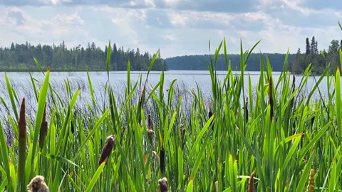 Cattails Swaying Beside a Quiet Lake Stock Footage 340265822