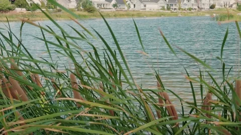 Cattails Swaying by Lake Shore Stock Footage 345055995