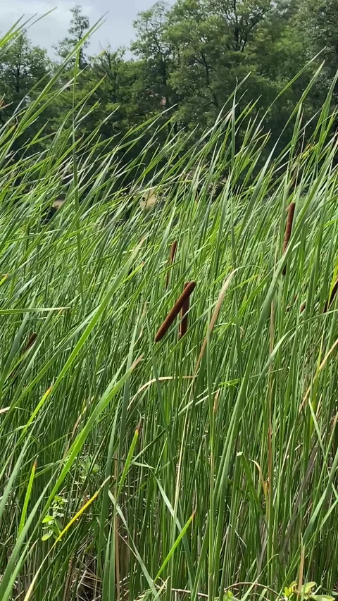 Cattails Swaying in Summer Breeze – Vertical Nature Footage Vidéo 312701948
